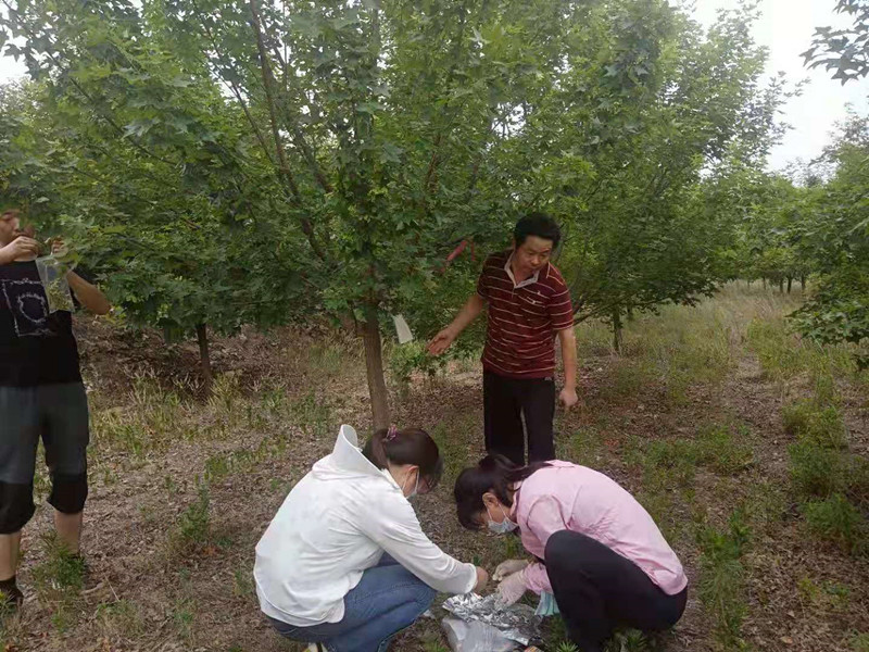 與山東農科院合作研究元寶楓良種選育及繁育項目